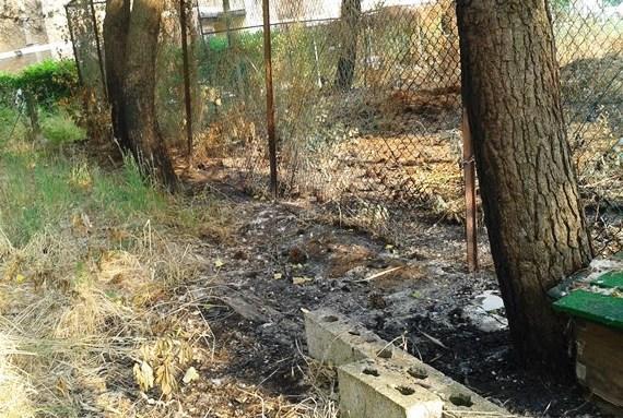 I gatti restano senza gli “A...Mici del Delta”