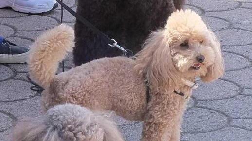 Esposizione nazionale: oltre ottocento cani sfilano a Carrarafiere