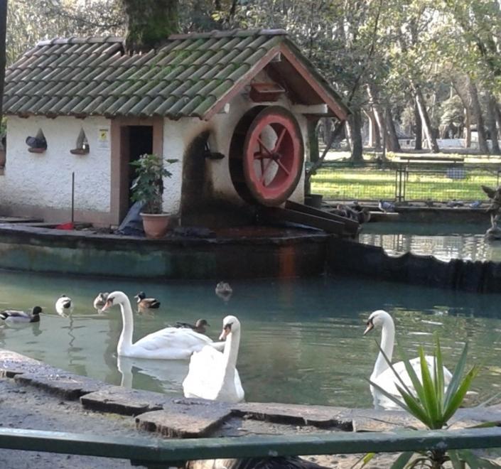 Cigni senza cibo al laghetto della pineta di Ponente
