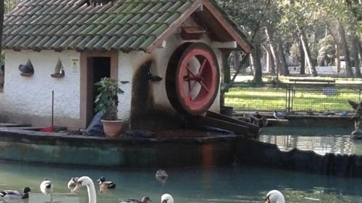 Cigni senza cibo al laghetto della pineta di Ponente