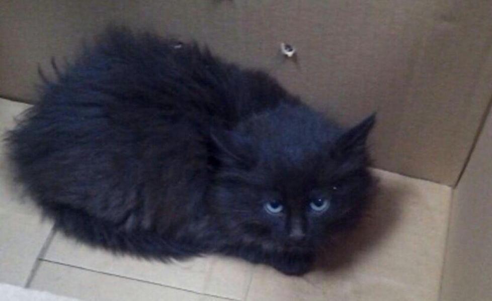 Gatto nel motore, lo libera la polizia 