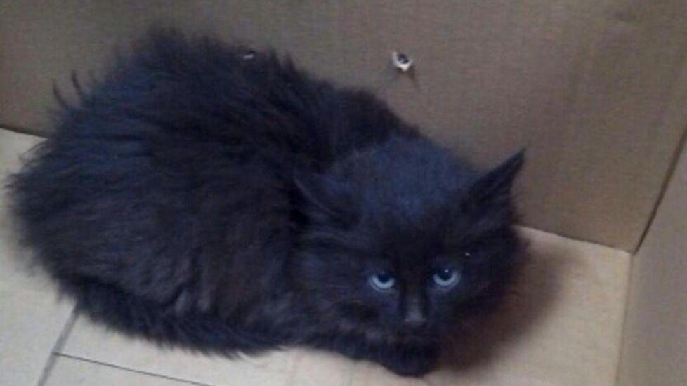 Gatto nel motore, lo libera la polizia