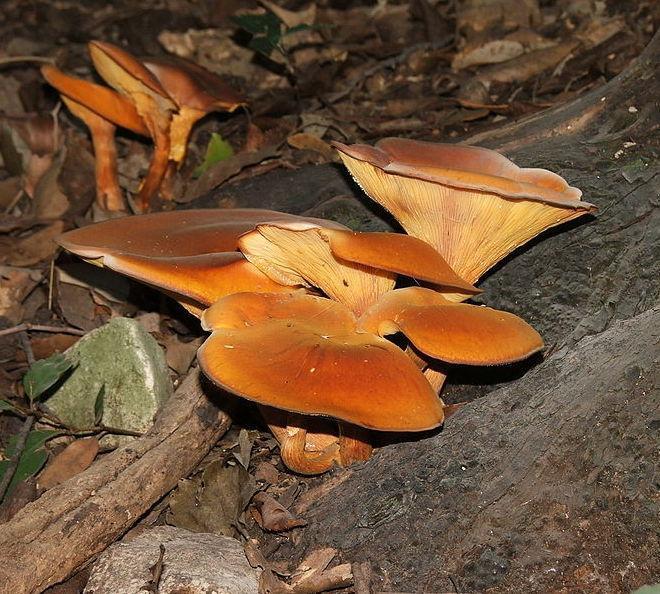 Intossicati dal “fungo dell’olivo” 