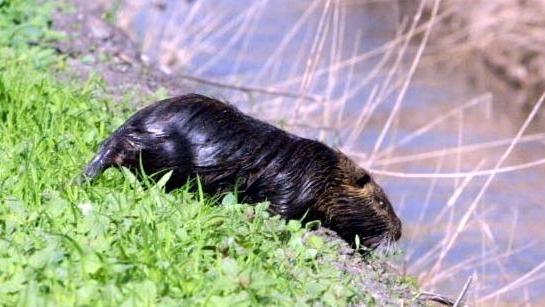 Le nutrie come i topi Chi è autorizzato deve contrastarle