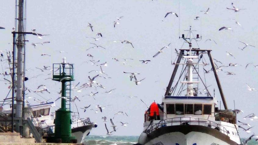 «Il mare chiede coraggio Porto Garibaldi risponde»
