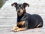 Un cane Manchester terrier come Scilla 