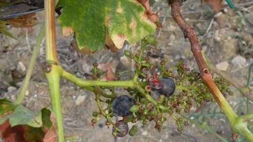 Emergenza storni, campagna devastata e raccolti distrutti