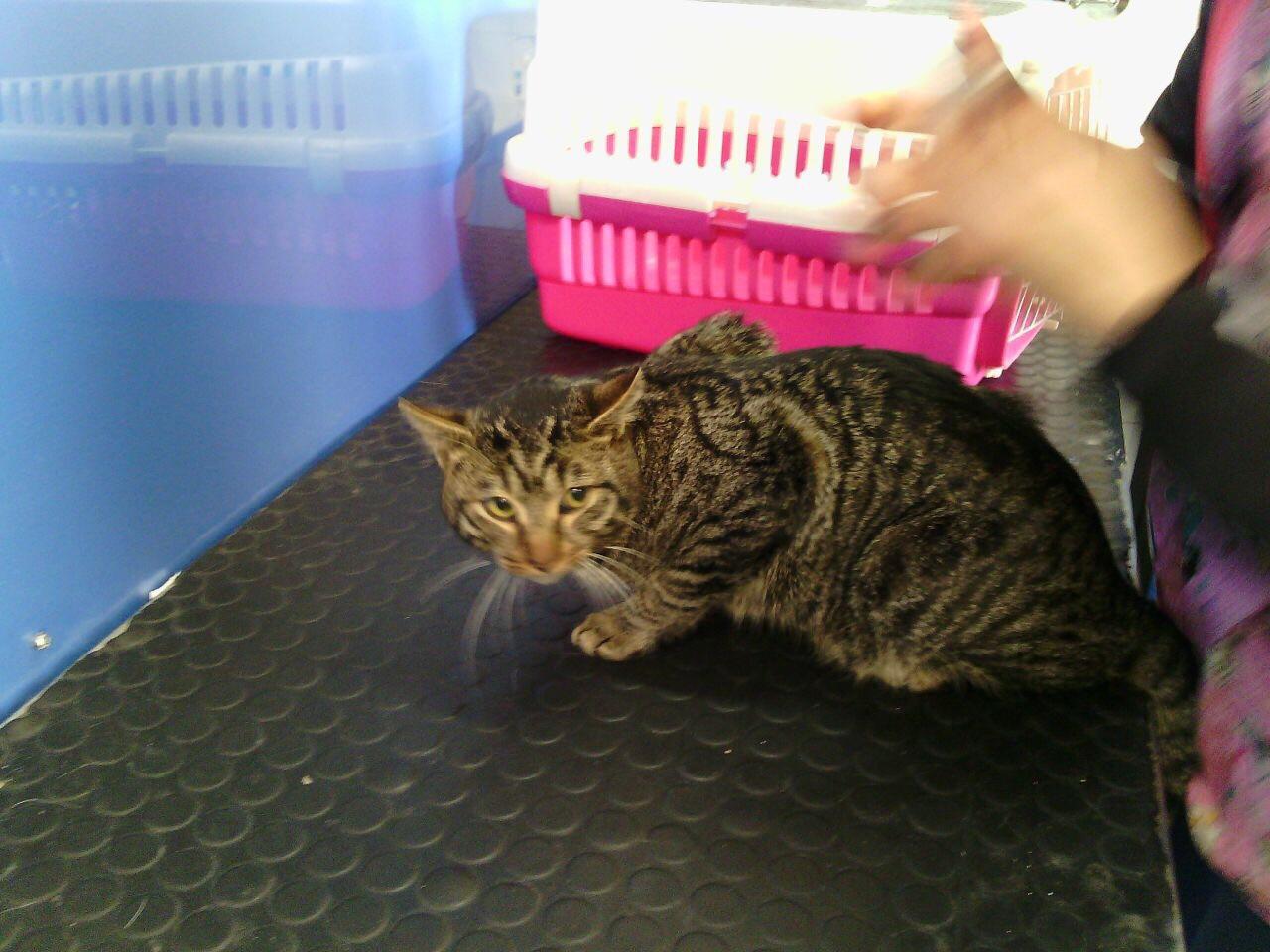 Il gatto durante il soccorso