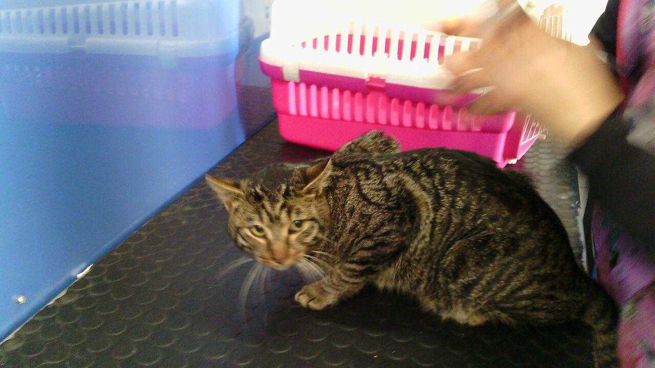Il gatto durante il soccorso