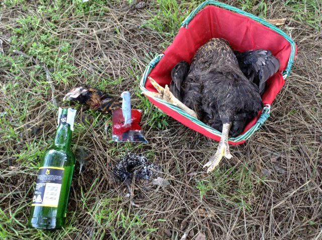 Il pollo decapitato e gli altri oggetti ritrovati nei giardini dell'ex ippodromo