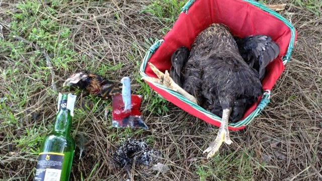 Il pollo decapitato e gli altri oggetti ritrovati nei giardini dell'ex ippodromo