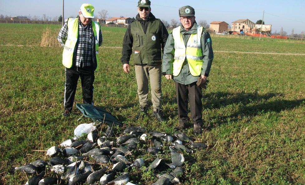 A caccia in un campo con uno stormo di pavoncelle finte 
