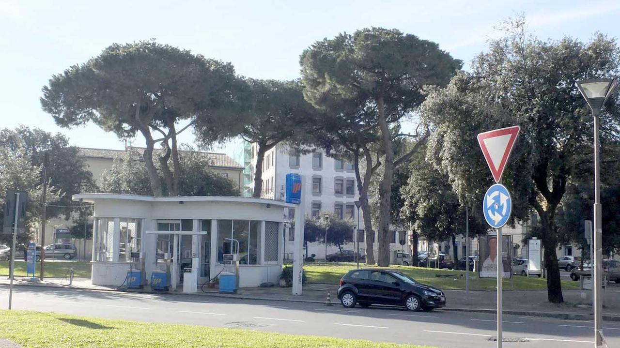 I pini di piazza Guerrazzi presi d'assedio dagli storni