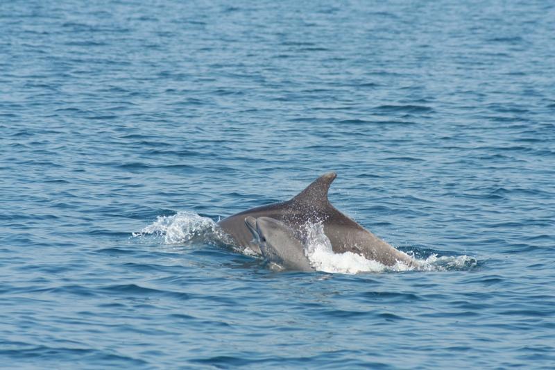Un cucciolo di delfino con la sua mamma al largo delle coste di Viareggio