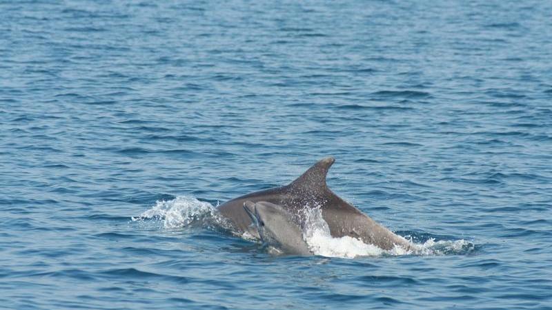 Un cucciolo di delfino con la sua mamma al largo delle coste di Viareggio
