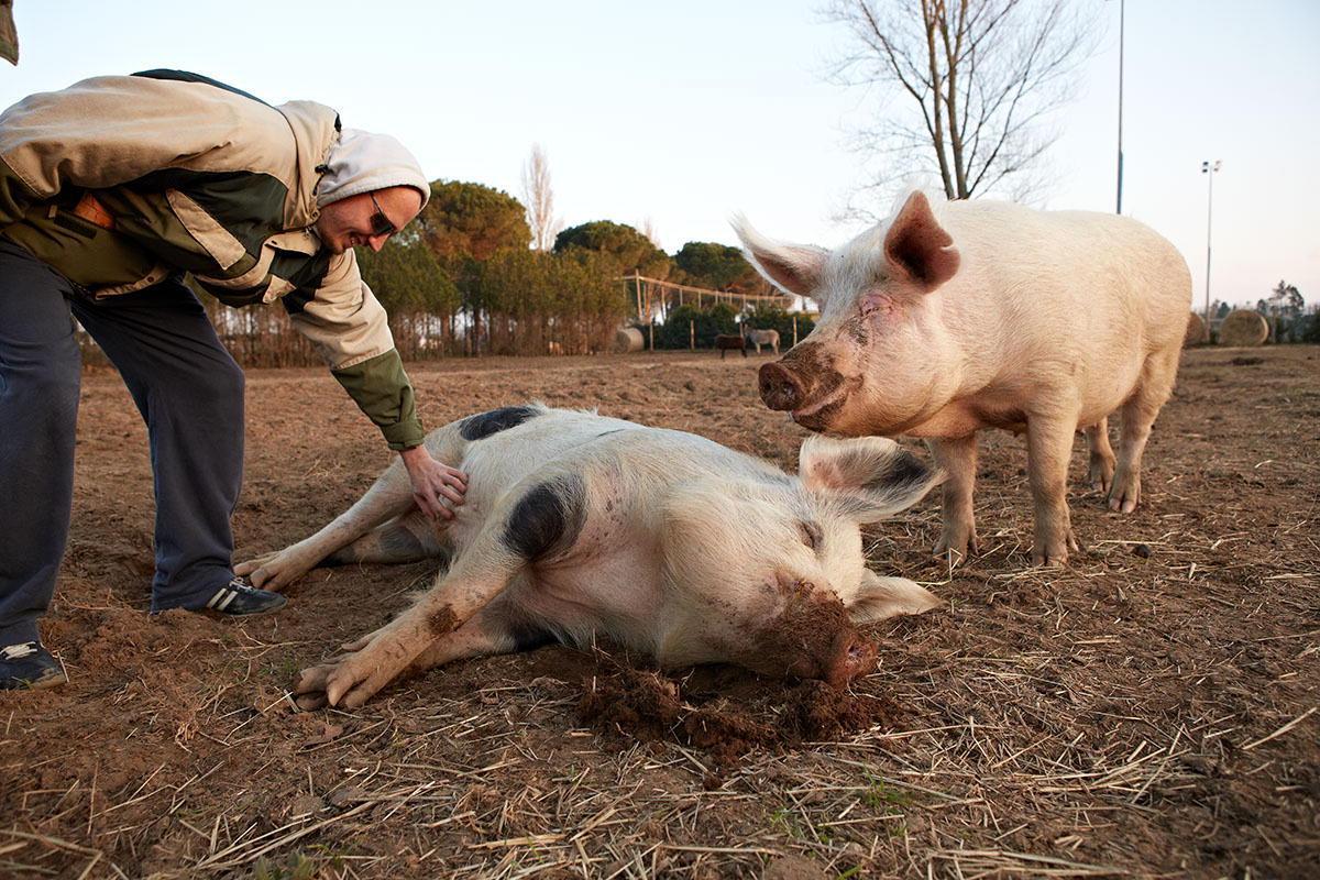Maiali all'Ippoasi di San Piero a Grado