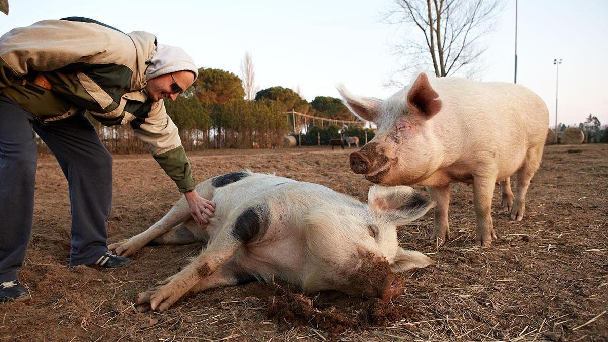 Maiali all'Ippoasi di San Piero a Grado