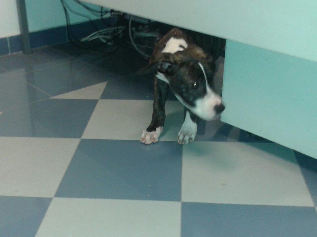 Il cagnolino maltrattato, un incrocio tra un dogo e un pitbull