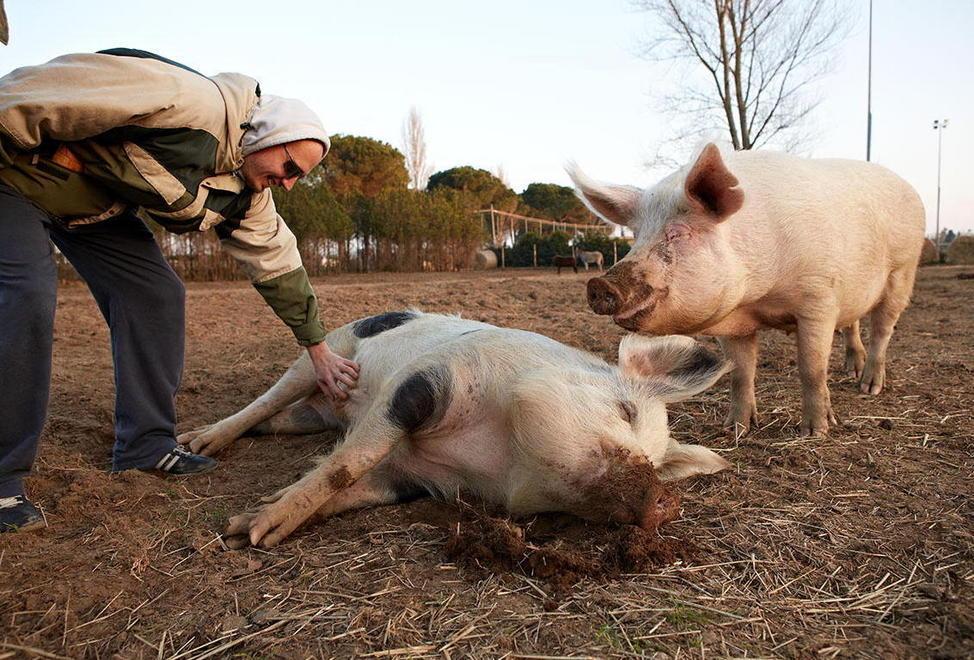 Lotteria finanzia il rifugio degli animali 