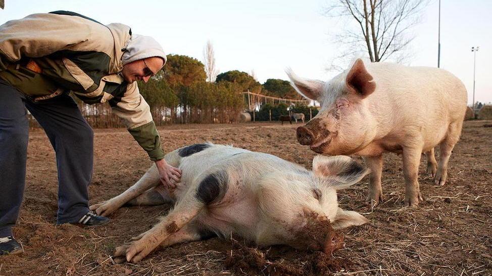 Lotteria finanzia il rifugio degli animali