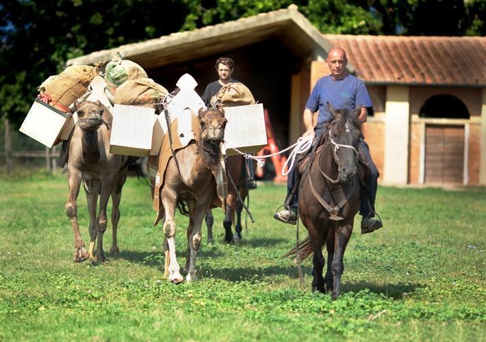 I dromedari di San Rossore