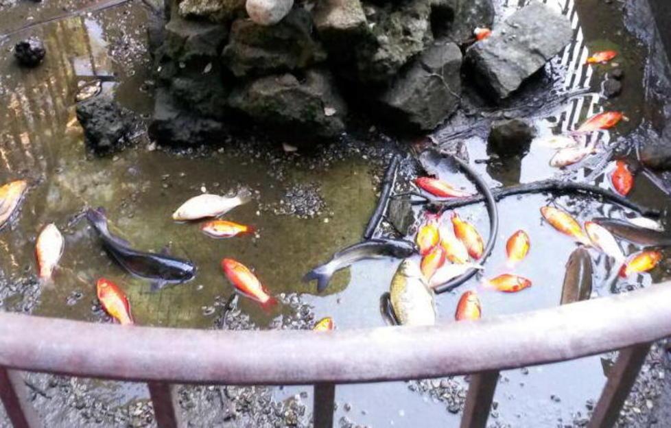 Morti tutti i pesci della fontana dell'ex biblioteca comunale
