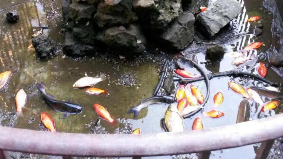 Morti tutti i pesci della fontana dell'ex biblioteca comunale