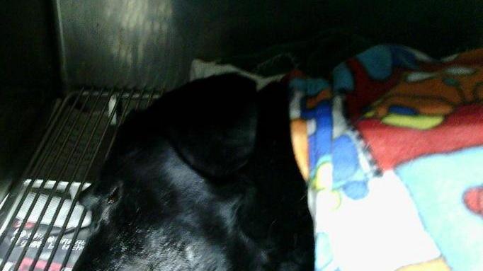 Nuovi corsi per l’ambulanza veterinaria