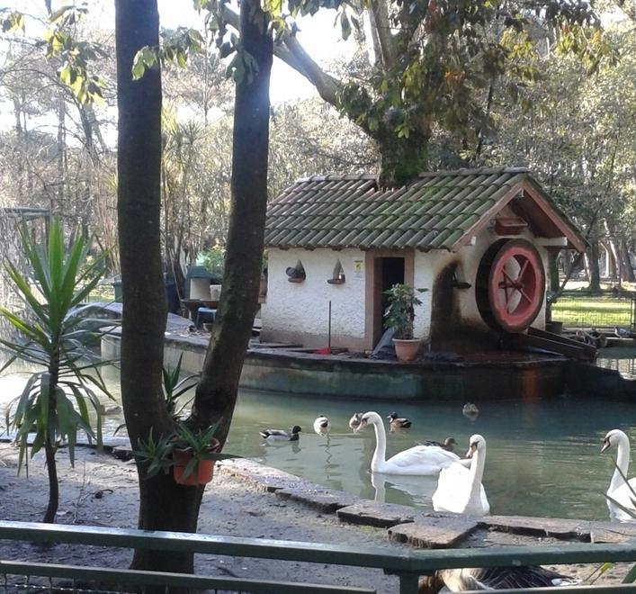 De Bosis: «Per i cigni del laghetto non c’è nessun allarme»