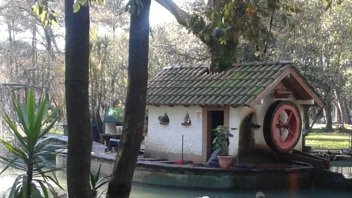 De Bosis: «Per i cigni del laghetto non c’è nessun allarme»