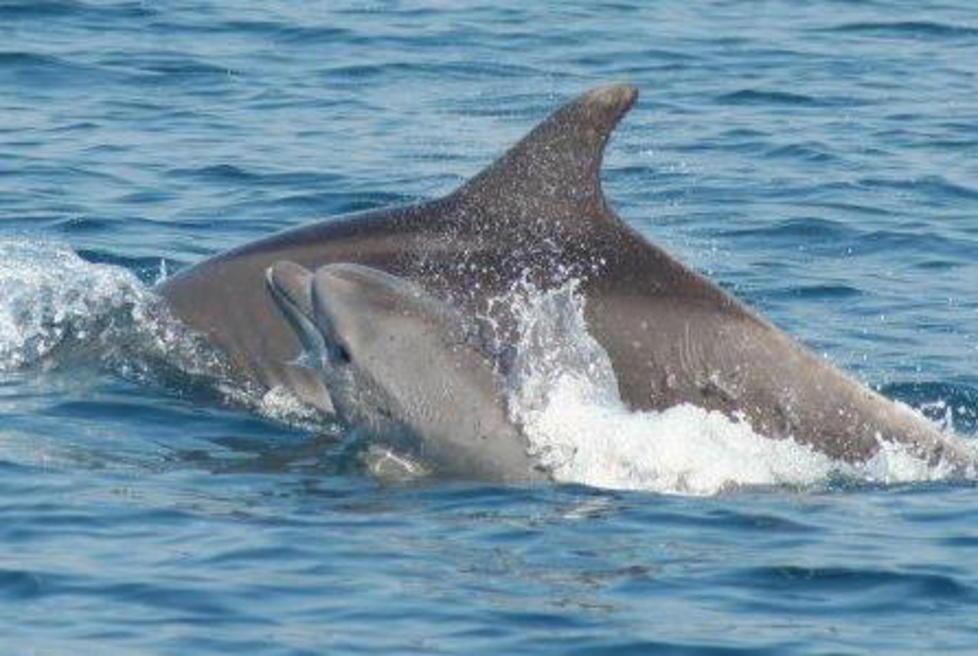 La danza dei piccoli delfini per salutare l’anno nuovo
