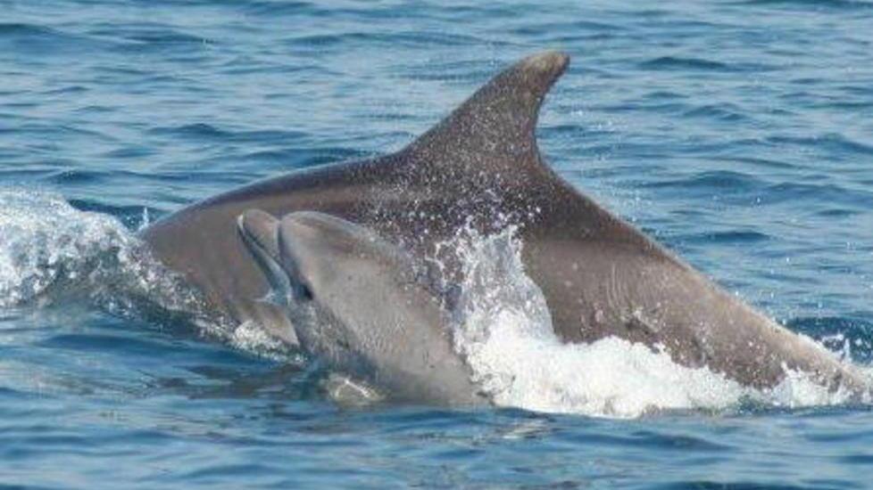 La danza dei piccoli delfini per salutare l’anno nuovo