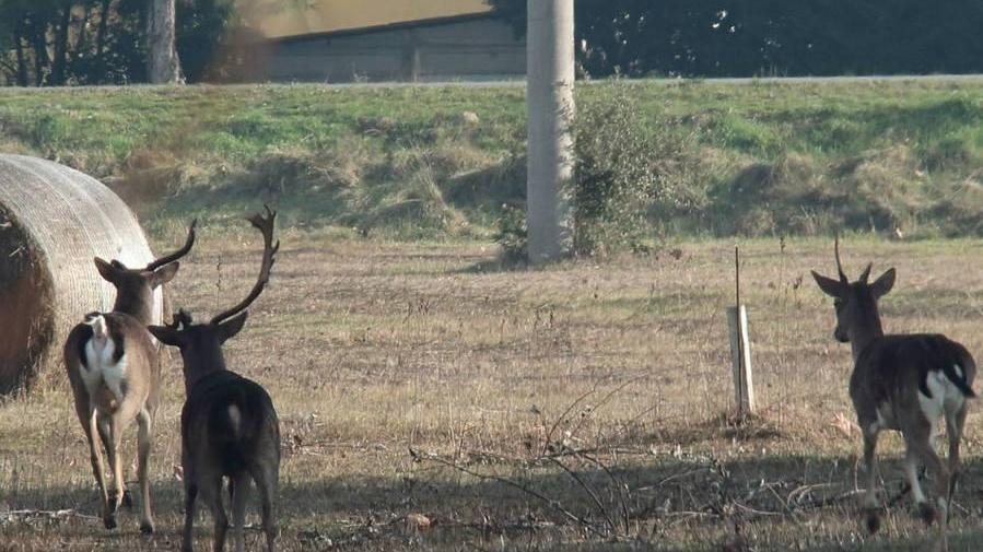 «Attenzione, avvistati cinque daini sulla pista ciclabile»