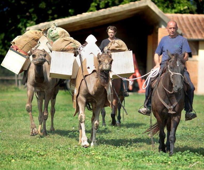 Oltre alla Befana anche i dromedari porteranno i regali 
