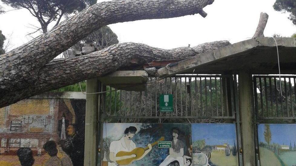 Non è ancora stato rimosso il pino all’ingresso dello stadio
