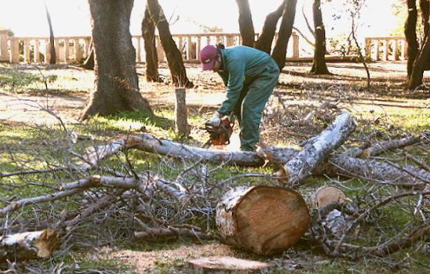 È deciso: ordinato l’abbattimento di 19 pini 