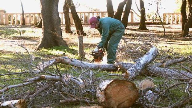È deciso: ordinato l’abbattimento di 19 pini