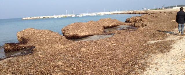 Spiagge coperte di alghe un piano per rimuoverle 