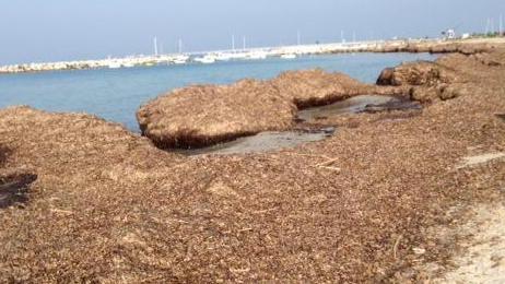 Spiagge coperte di alghe un piano per rimuoverle