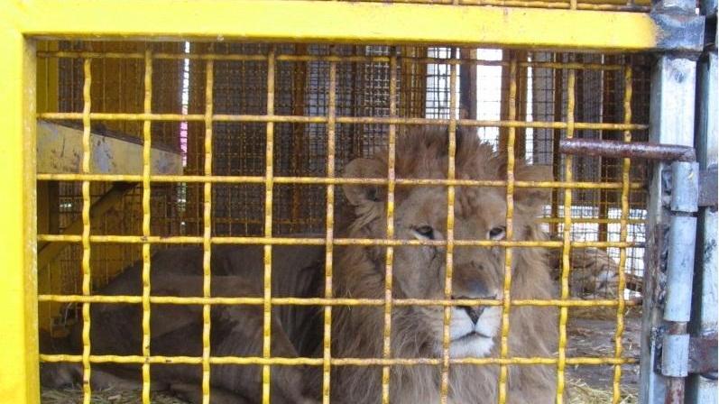 Un leone dei circo nella sua gabbia