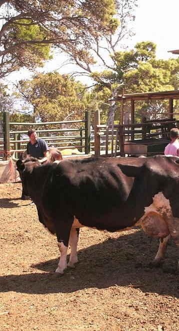 Animali del carcere di Gorgona, dal Comune l’alt alla vendita 