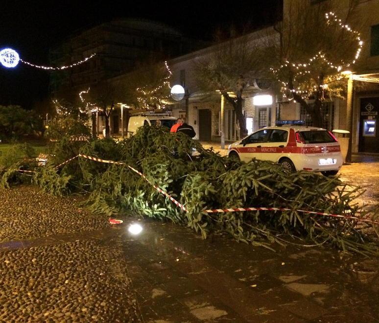 L’ebanista lo aveva detto: quell’albero cadrà a terra
