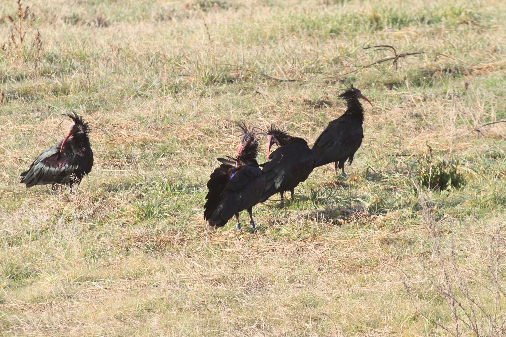Quattro dei cinque esemplari di ibis eremiti fotografati a lato dell'Aurelia (foto Enzo Russo)