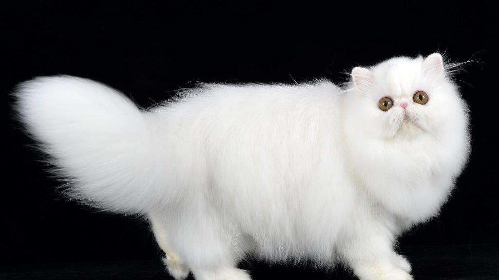 Il miao della fisica: perché gli scienziati amano i gatti