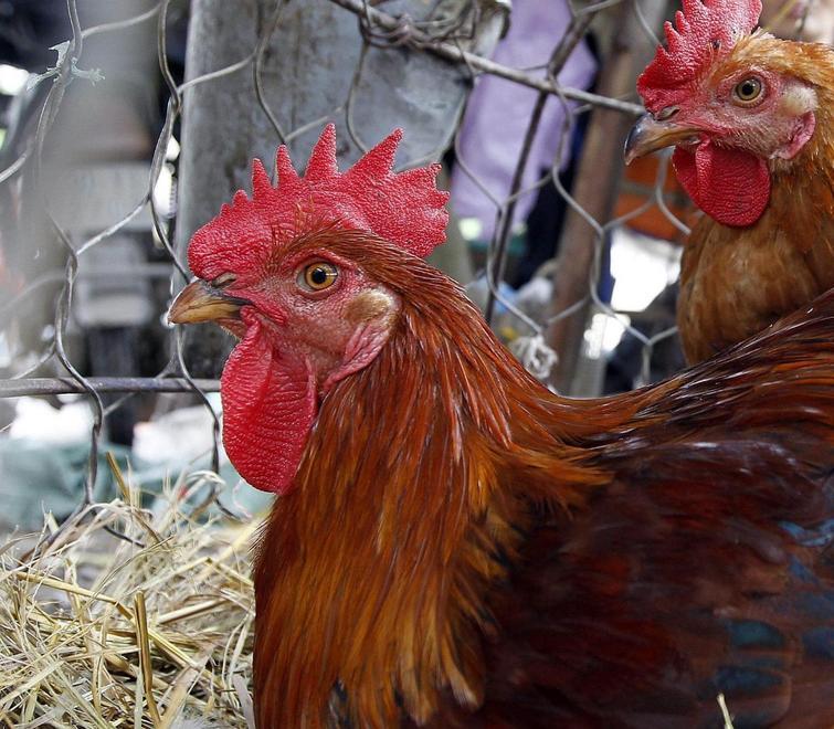 Pericolo aviaria, stop alle galline in fiera 