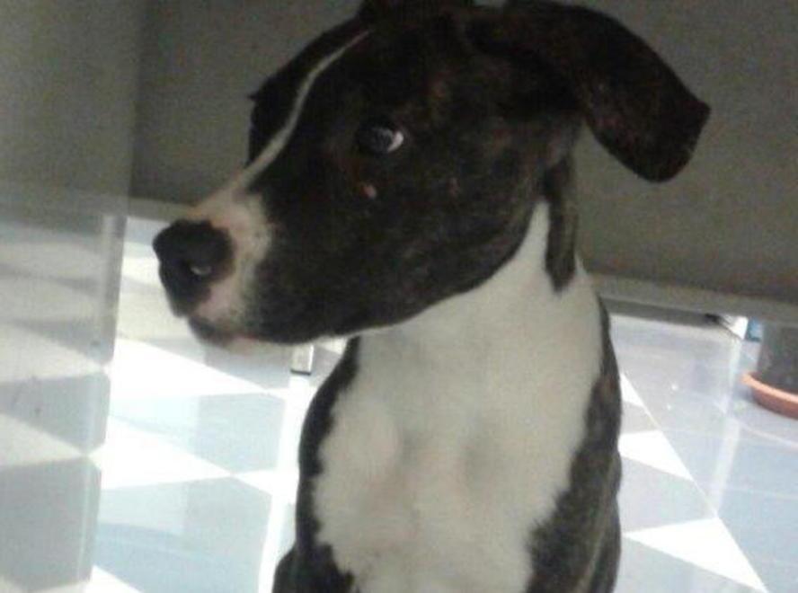 Il cucciolo di dogo durante il periodo di osservazione da parte dell'Asl di Grosseto