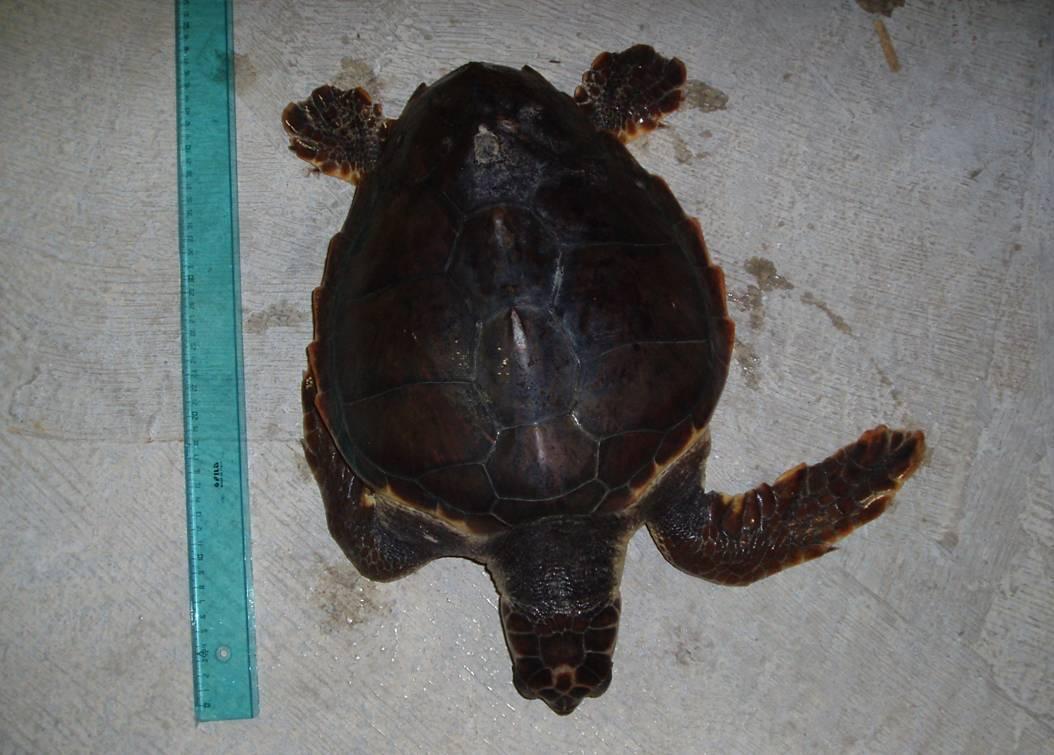 La tartaruga salvata dall'istituto di Biologia Marina