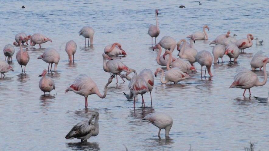 Ibis eremiti e fenicotteri, che show
