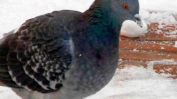 Quasi una quarantina le firme inviate alla Nuova Ferrara