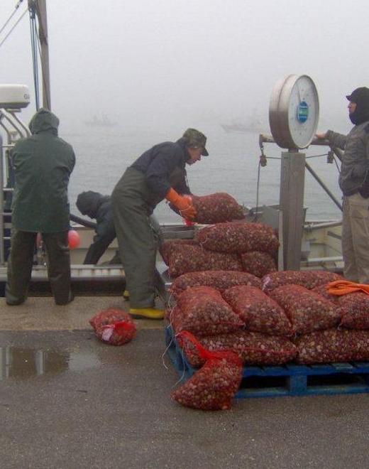 Le coop di Goro: per le feste meno cari il pesce e le vongole 